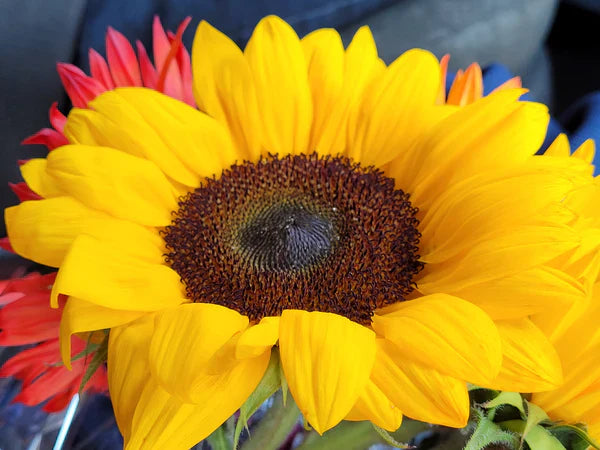 Vitamin E Exfoliating Bar – Smooths, Tones & Reveals Brighter Skin