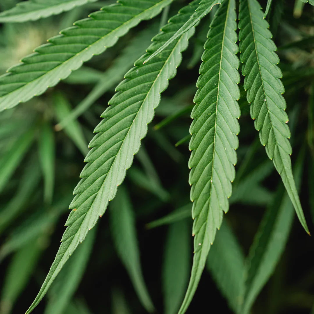 Clarifying Hemp Seed Oil Bar – For Oily, Problematic & Sensitive Skin