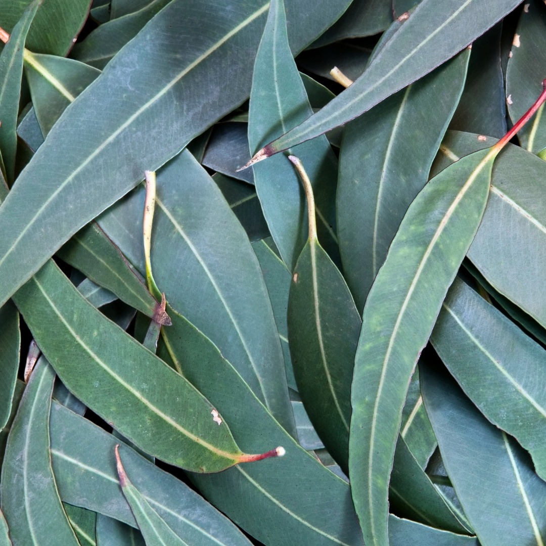 Euca Congestion Relief Soap