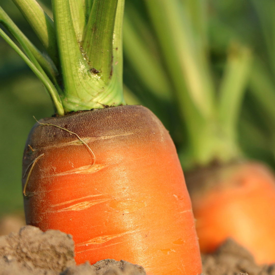 Organic Carrot Soap