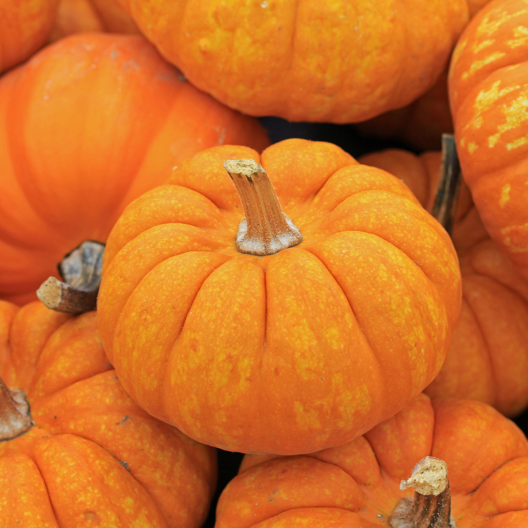 Pumpkin Radiance & Vitamin E Bar