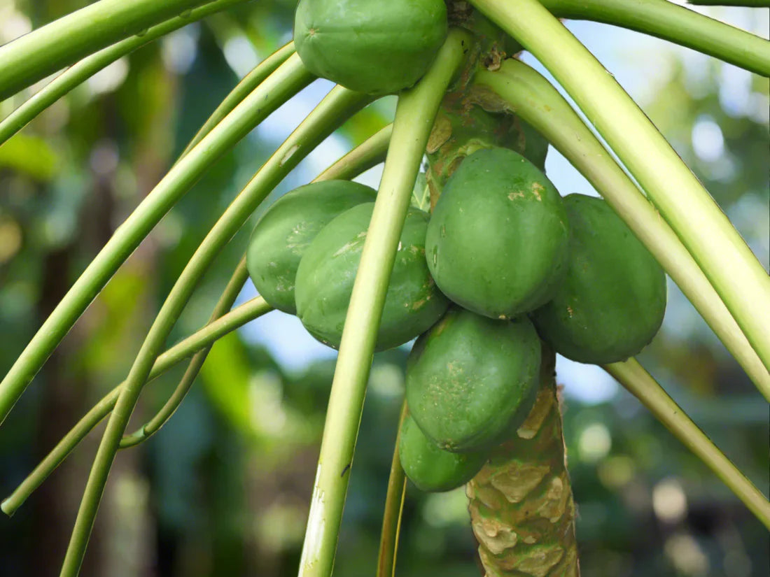 Papaya Natural Lightening Bar